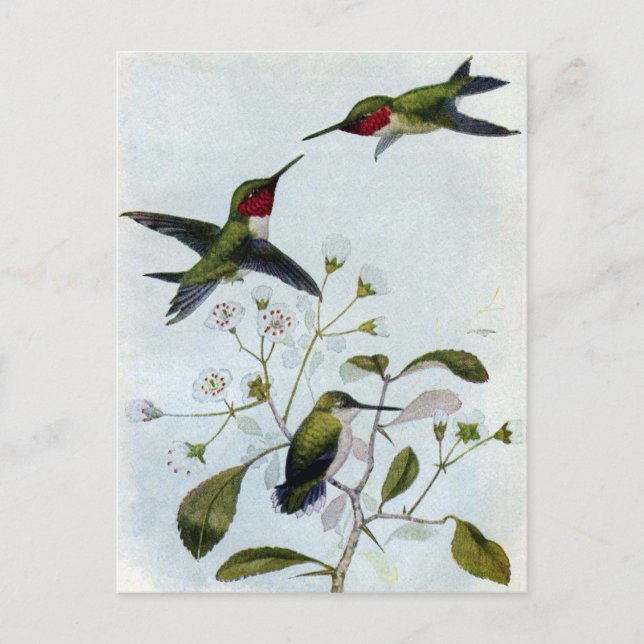 Carte Postale Colibri à gorge rubis (Devant)
