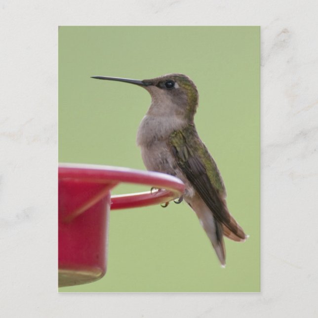 Carte Postale Colibri à gorge rubis (Devant)