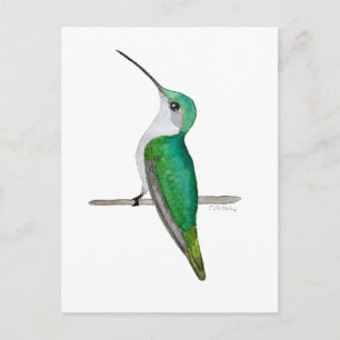 Carte Postale Colibri à gorge rubis femelle