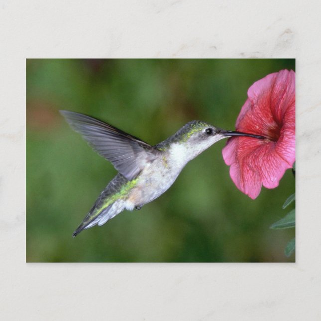 Carte Postale Colibri à gorge rubis (femelle) avec pétunia (Devant)