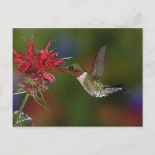 Carte Postale Colibri à gorge rubis mâle