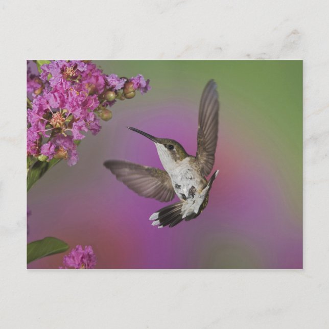 Carte Postale Colibri à gorge rubis mâle juvénile (Devant)