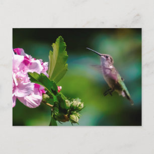 Carte Postale Colibri à gorge rubis - Photo originale