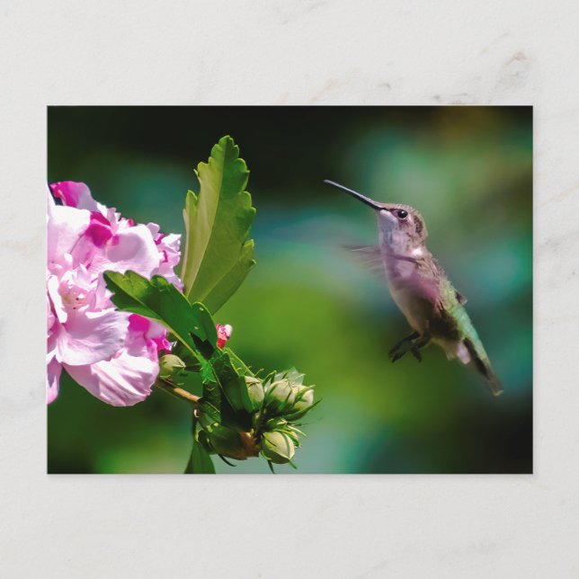 Carte Postale Colibri à gorge rubis - Photo originale (Devant)