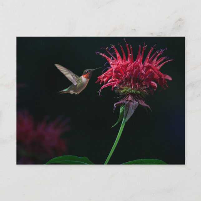 Carte Postale Colibri à gorge rubis sur le baume des abeilles (Devant)