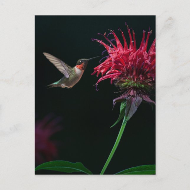 Carte Postale Colibri à gorge rubis sur le baume des abeilles (Devant)