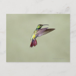 Carte Postale Colibri à poitrine verte Anthracocorax 2