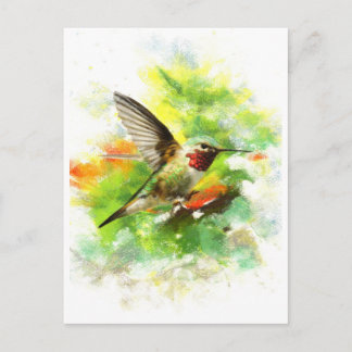Carte Postale Colibri à queue large