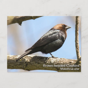 Carte Postale Colibri à tête Brown