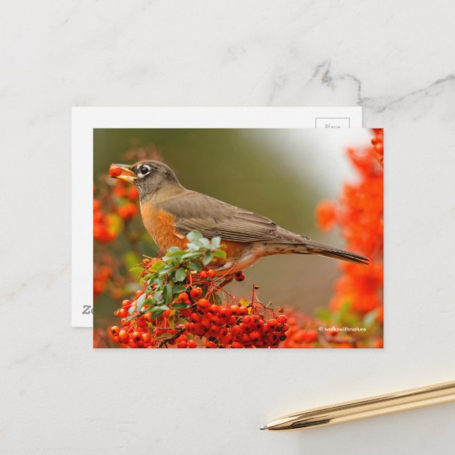 Carte Postale Colibri américain avec Berry rouge (Devant/Arrière en situation)