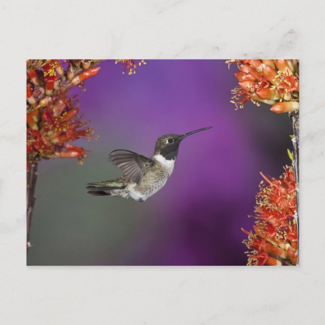 Carte Postale Colibri, Archilochus alexandri, (Devant)