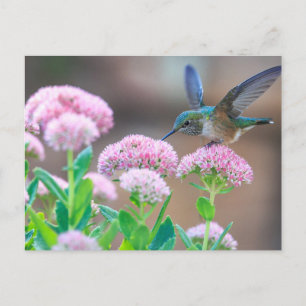 Carte Postale Colibri bleu