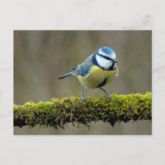 Carte Postale Colibri bleu