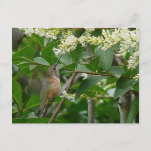 Carte postale Colibri d'Allen