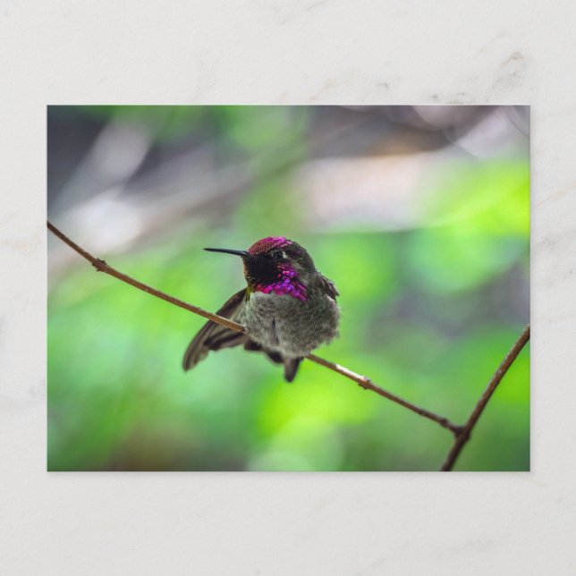 Carte Postale Colibri d'Anna (Devant)