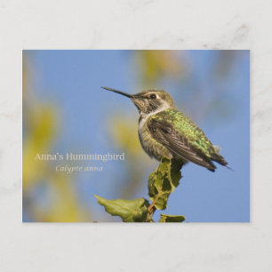 Carte Postale Colibri d'Anna