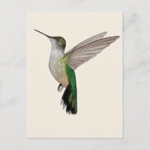 Colibri d'Anna