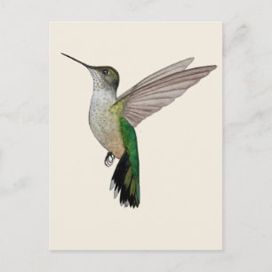 Carte Postale Colibri d'Anna