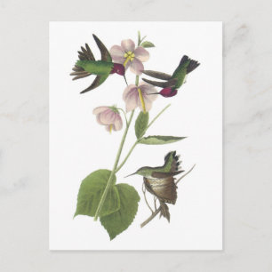 Carte Postale Colibri d'Anna par Audubon