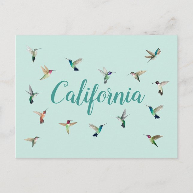 Carte Postale Colibri de Californie (Devant)