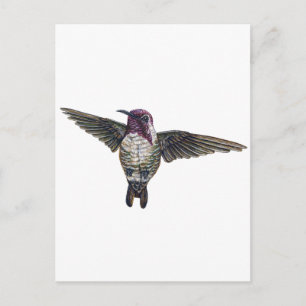 Carte Postale Colibri de Costa