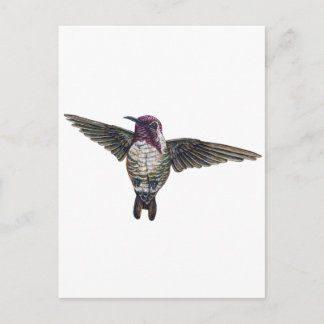 Carte Postale Colibri de Costa