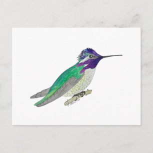 Carte Postale Colibri de Costa