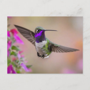 Carte Postale Colibri de Costa en vol