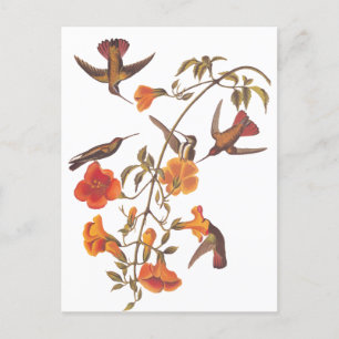 Carte Postale Colibri de la mangrove d'Audubon sur la vigne de T