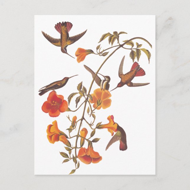 Carte Postale Colibri de la mangrove d'Audubon sur la vigne de T (Devant)