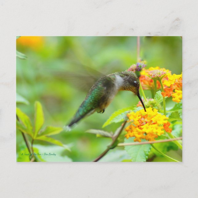 Carte Postale Colibri d'été (Devant)