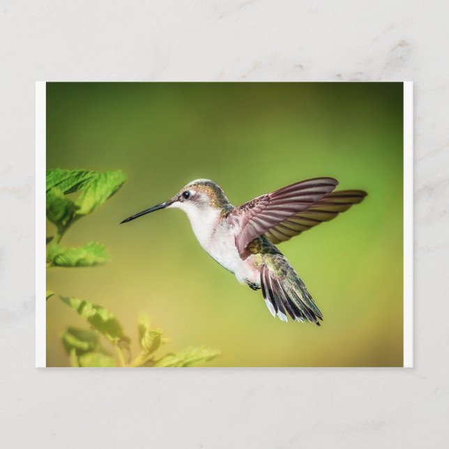 Carte Postale Colibri en vol (Devant)