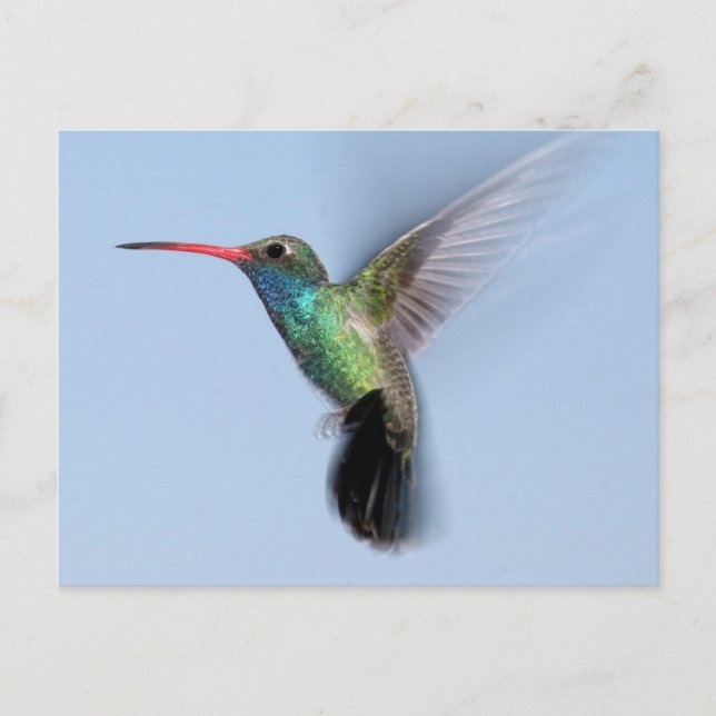 Carte Postale Colibri en vol (Devant)