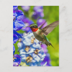 Carte Postale Colibri Et Delphinium