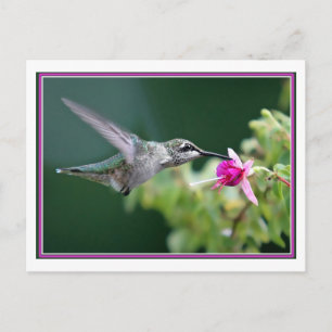 Carte Postale Colibri Et Fuchsia