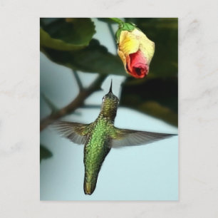 Carte Postale Colibri Et Rose Jaune