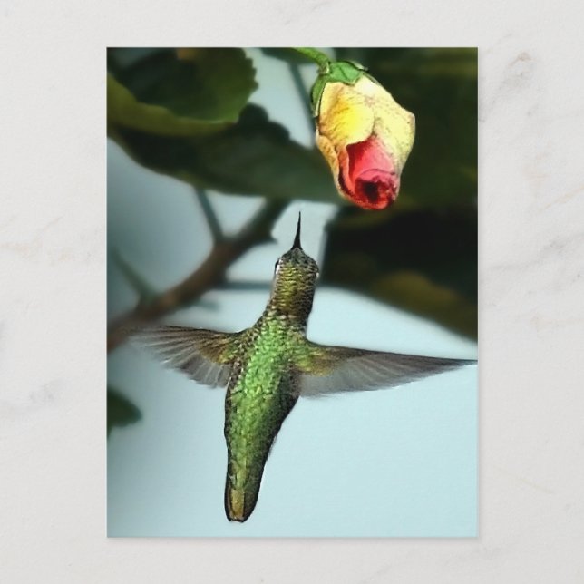 Carte Postale Colibri Et Rose Jaune (Devant)