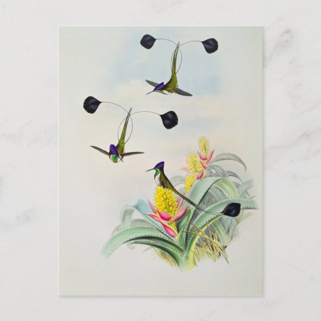 Carte Postale Colibri, gravé par Walter et Cohn (Devant)