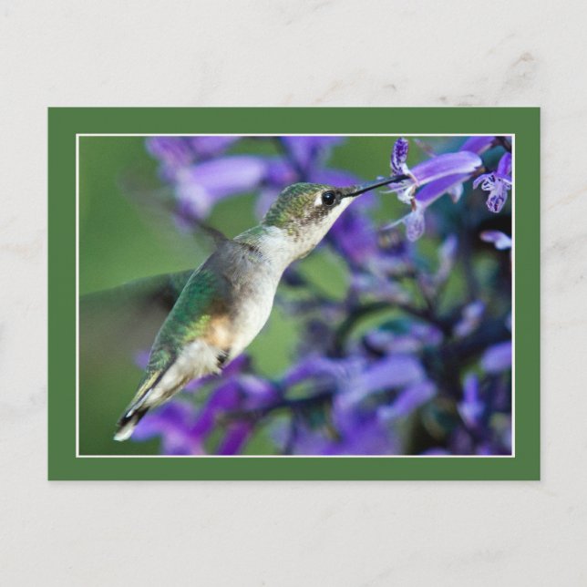 Carte Postale Colibri Hover (Devant)