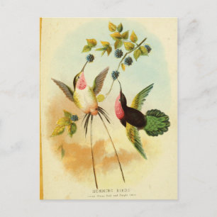 Carte Postale Colibri, Illustration d'oiseaux, Art d'oiseaux, Vi