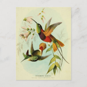 Carte Postale Colibri, Illustration d'oiseaux, Art d'oiseaux, Vi