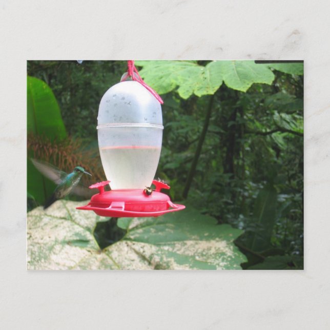 Carte Postale Colibri - Monteverde, Costa Rica (Devant)