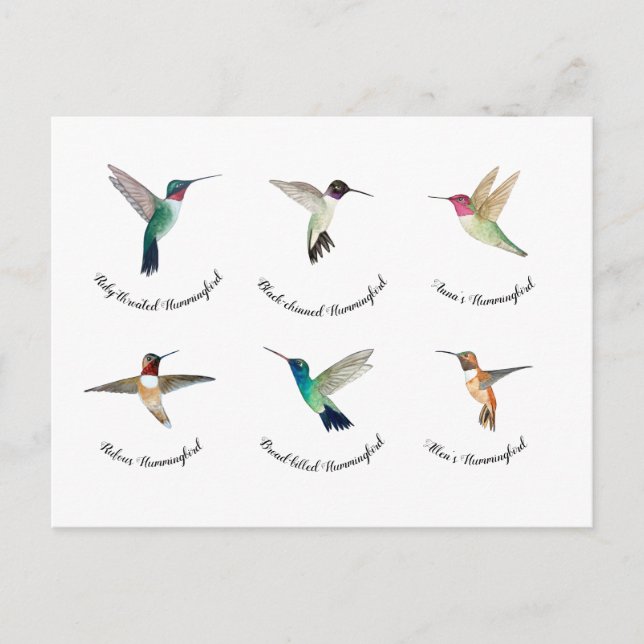 Carte Postale Colibri nord-américain (Devant)