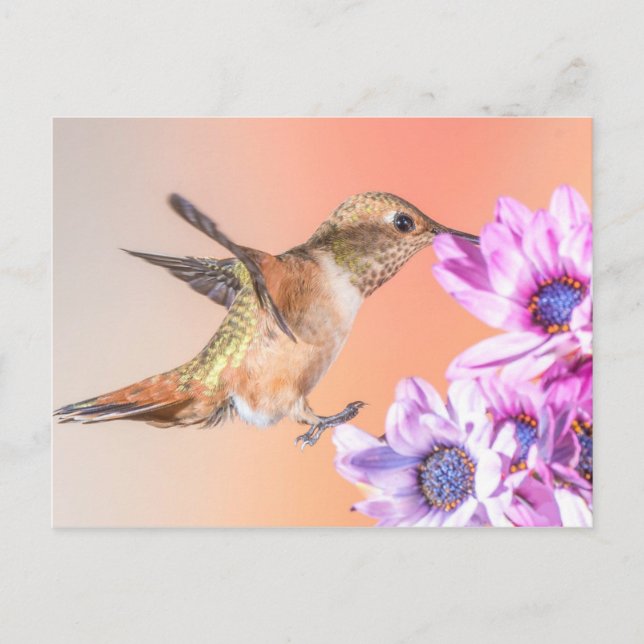 Carte Postale Colibri orange et fleurs violettes (Devant)