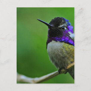 Carte Postale Colibri pourpre