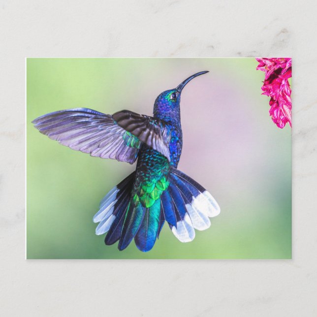 Carte Postale Colibri pourpre dans une poitrine gracieuse (Devant)