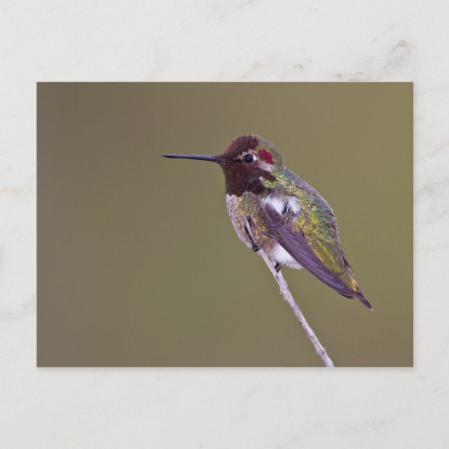 Carte Postale Colibri reposant (Devant)