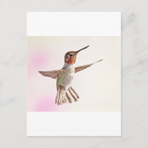 Carte Postale Colibri rose