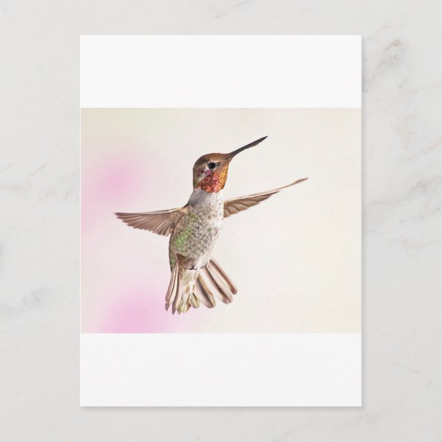 Carte Postale Colibri rose (Devant)