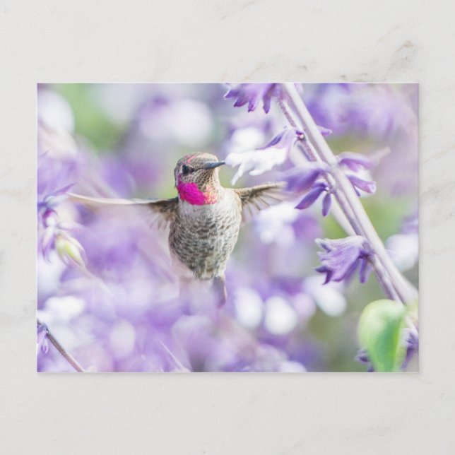 Carte Postale Colibri rose volant dans le violet (Devant)